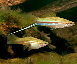 Xiphophorus Hellerii Spugna Nuotando in Acquario Fotografia Stock -  Immagine di famiglia, mosca: 173100842